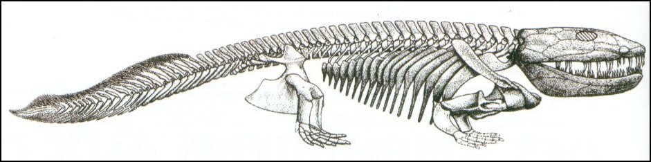 I RESTI FOSSILI I primi resti di Anfibi compaiono nelle rocce del Devoniano (410-355 Mya) e diventano abbondanti nel Carbonifero (355-290 Mya).
