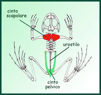 ANURA Gli Anuri hanno il cranio largo e piatto e la colonna vertebrale formata da poche vertebre; quelle della coda sono fuse insieme a formare l'urostilo.