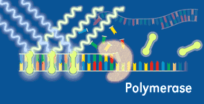 SYBR Green INIZIO PROCESSO AMPLIFICAZIONE: la miscela di reazione contiene DNA denaturato, primers e la molecola fluorescente ANNEALING PRIMERS: