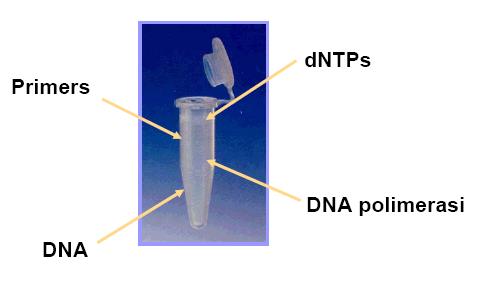 PER UNA REAZIONE DI PCR SONO NECESSARI: Una piccola quantità di DNA stampo ( Target ) Due oligonucleotidi sintetici specifici ( Primers ) Un enzima ( Taq Polimerasi ) Una idonea concentrazione di