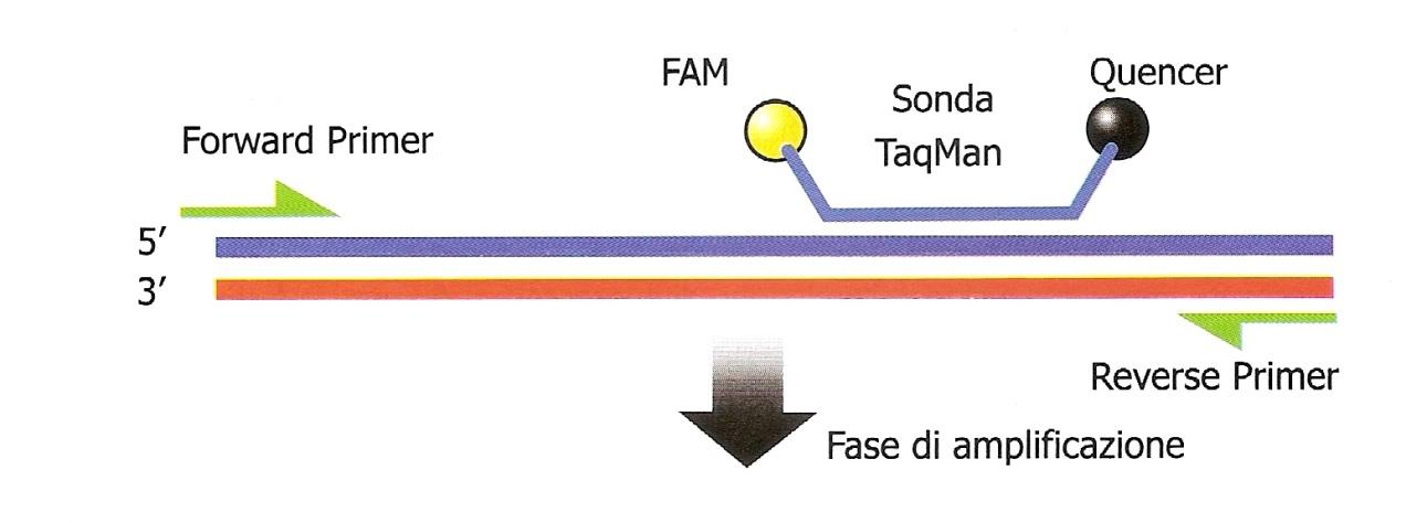 SONDE TAQMAN: Sfuttano la capacità esonucleasica 5 3 della Taq Polimerasi Ibridazione Nel corso dell ibridazione prima le sonde TaqMan e poi i primer ibridizzano in modo specifico con le sequenze