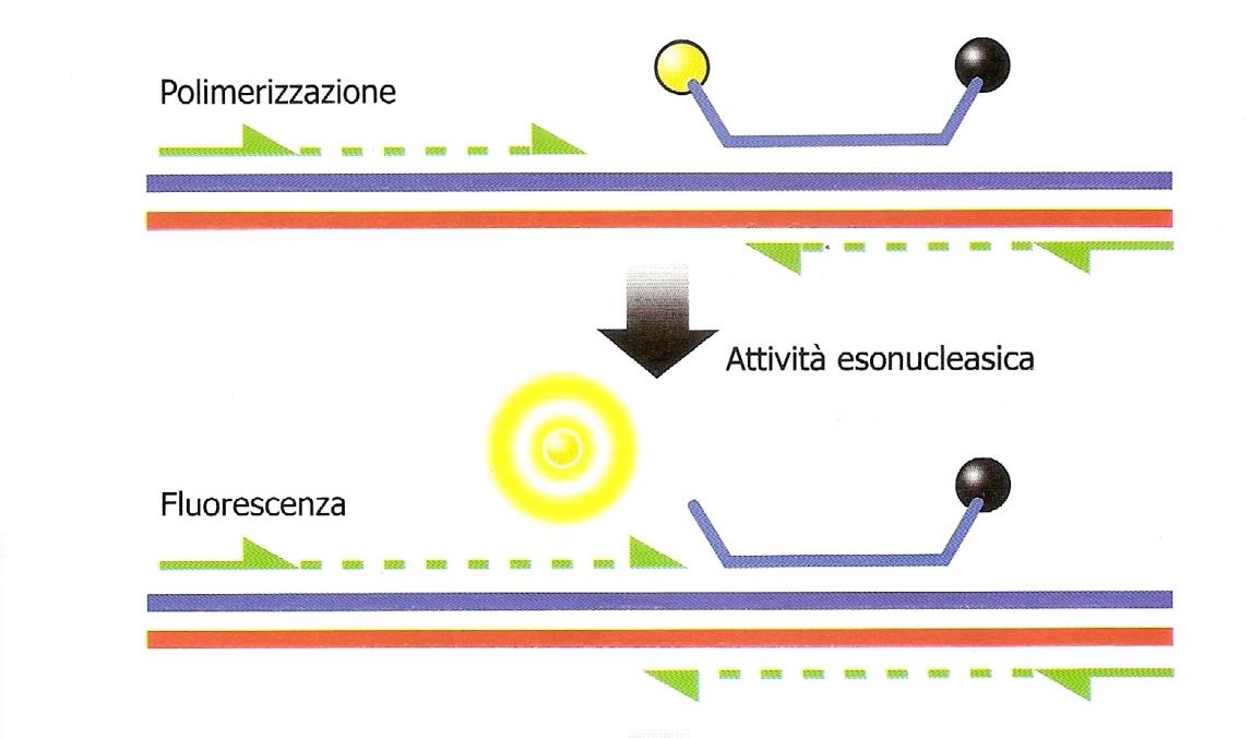 SONDE TAQMAN: Sfuttano la capacità esonucleasica 5 3 della Taq Polimerasi Estensione Durante l estensione del primer la DNA polimerasi entra in contatto con la sonda; Siccome la