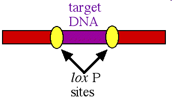 Excisione Eliminazione del marker dopo la trasformazione. Marker e gene d'interesse nello stesso locus vengono separati da una ricombinazione sito specifica.