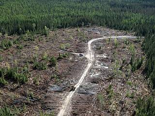 In principio c è il bosco Testo foglio di lavoro 2 Esempio Canada La materia prima per la produzione della carta, la cellulosa, proviene spesso da regioni ricche di foreste, in cui le leggi sulla