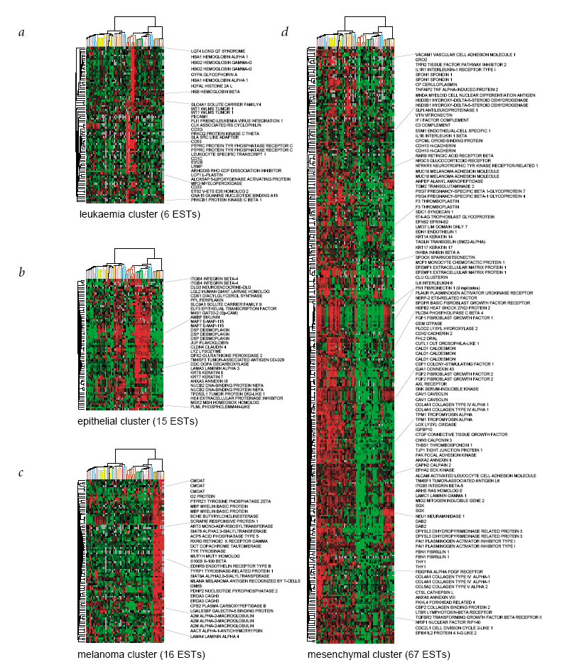 Clusters genici relativi alle caratteristiche del tessuto nelle linee cellulari a geni altamente espressi nelle linee cellulari derivate da leucemia b cluster di geni espressi nel colon e