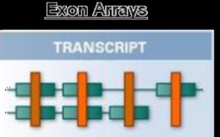 OBIETTIVO DEL PROGETTO A tal fine si è scelto di utilizzare gli Human Exon 1.