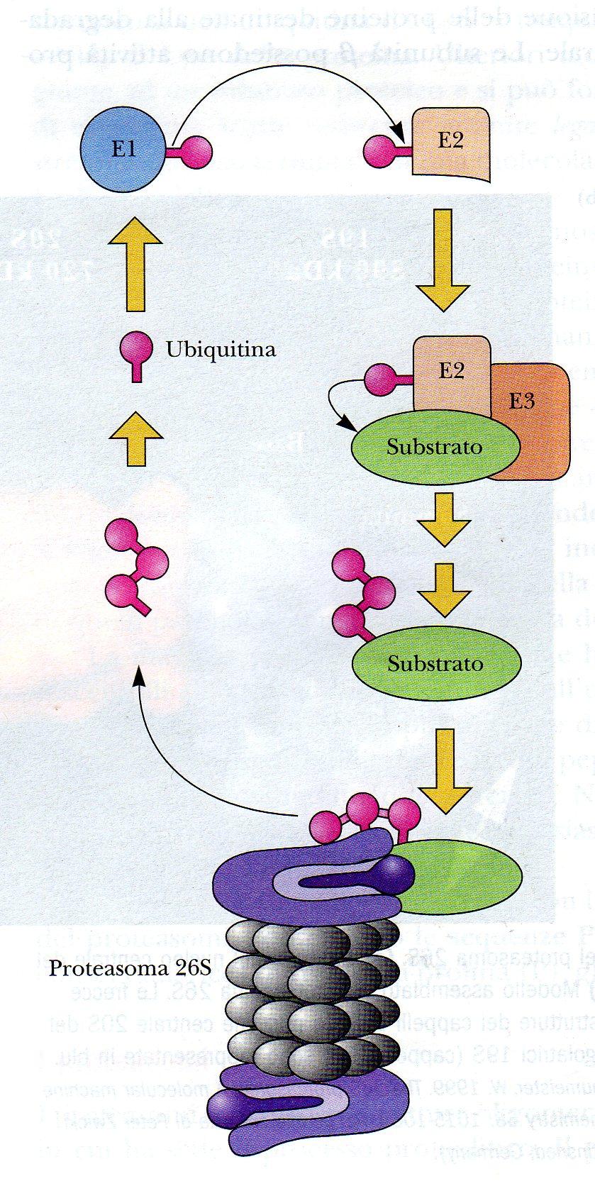 subunità 7 7 7 7 L attività del