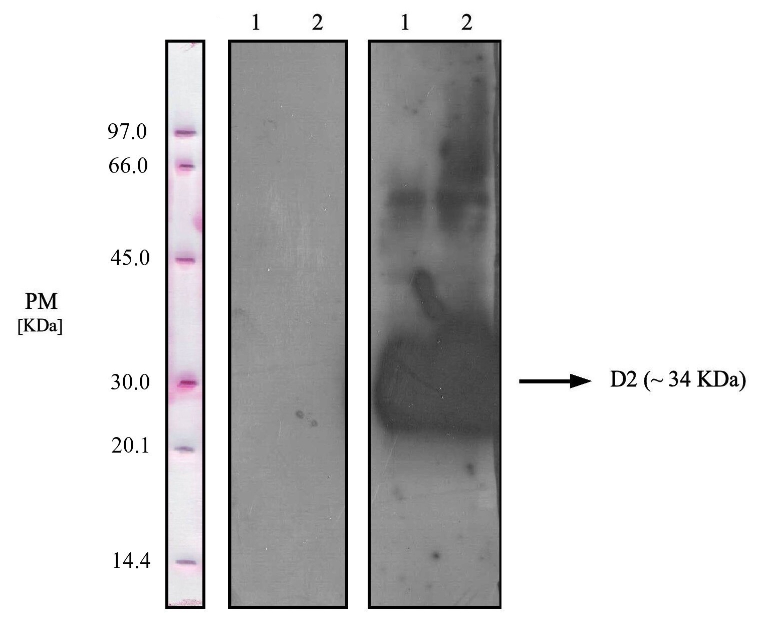 Il fatto che l attività sia ancora presente su nitrocellulosa dopo qualche giorno diversamente da quanto succede su PVDF, è da ricondurre probabilmente al trattamento subito dai due supporti ed in