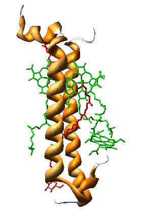 Introduzione Pagina 19 Entrambi LH1 ed LH2 sono organizzati con il medesimo principio modulare: i pigmenti fotosintetici, BChl a ed i carotenoidi, sono legati non covalentemente a due apoproteine