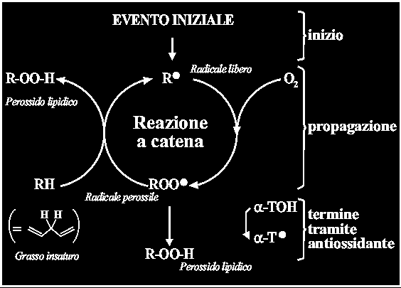 IL DANNO DEI RADICALI LIBERI AI LIPIDI: LIPOPEROSSIDAZIONE Attacco del radicale libero a un gruppo =CH- del PUFA (es. AA e ac. linoleico) con estrazione di un atomo di H.