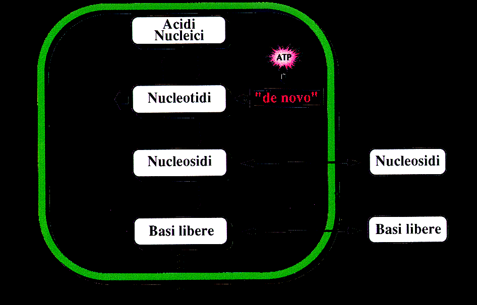 Chemioterapia con pro-farmaci analoghi di basi e nucleosidi Strategia chemioterapica che