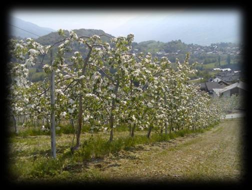 Longevità in un sorso di mela Renetta Canada Jonagold St Christophe St Marcel - Seissogne Golden Delicious Ravèntze Moncenis CAMPIONAMENTI