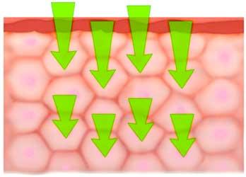 2. Permeazione Transcellulare Più cellule attive, significano