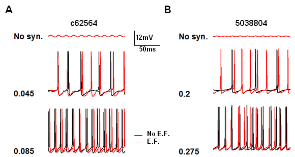 ripolarizzazione è più rapida che nel c62564 e per quest ultimo si noti che il V m raggiunge un valore di iperpolarizzazione più basso (Fig. 3.4, le figure intermedie).