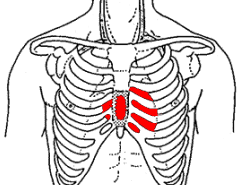 APPARATO CARDIOCIRCOLATORIO È cstituit da una pmpa, il cure, e da un insieme di cndtti, i vasi sanguigni; il tutt frma un sistema idraulic chius cntenente il sangue.