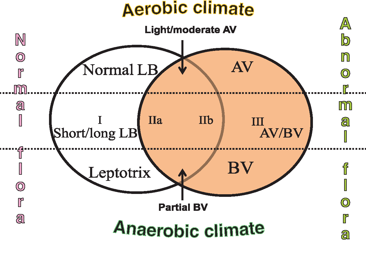 VAGINAL BACTERIAL FLORA TYPES from left to right the progressive deterioration of the lactobacillary flora Donders GG. Definition and classification of abnormal vaginal flora.