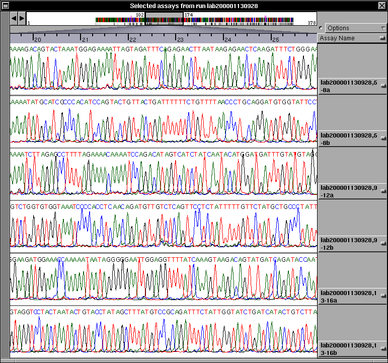 Risultato dell elettroforesi su gel