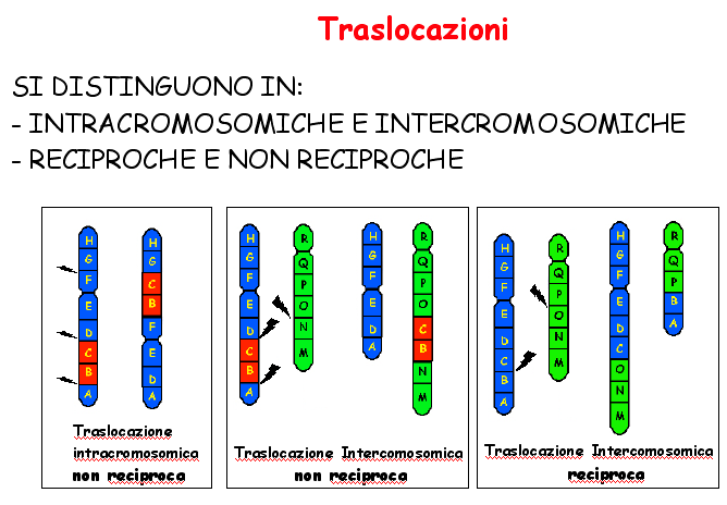 CITOGENETICA CLASSICA PERMETTE DI VALUTARE I RIARRANGIAMENTI CROMOSOMICI con un limite di risoluzione abbastanza grossolano Con la tecnica del bandeggiamento (1968) i cromosomi vengono
