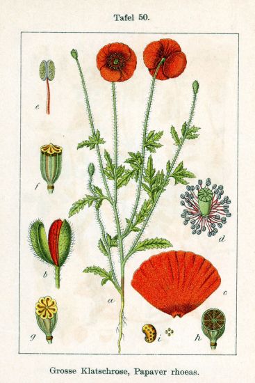 Papavero dei campi o Rosolaccio (Papaver rhoeas) I petali del papavero dei campi, pur non contenendo morfina come il Papaver somniferum, possono essere usati,