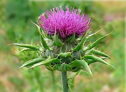 Cardo mariano o Cardone (Silybum marianum) Uso erboristico: Il cardo mariano, è usato per il trattamento delle affezioni a carico del fegato e come ingrediente nella preparazione di liquori d'erbe.