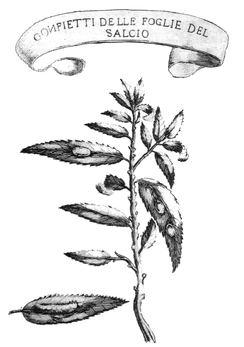 cornetti che le spuntavano dal capo, il quale per di sopra era di color rugginoso, col dorso dello stesso colore, ma più chiaro, a cui succedeva una gran macchia di color quasi giallo.