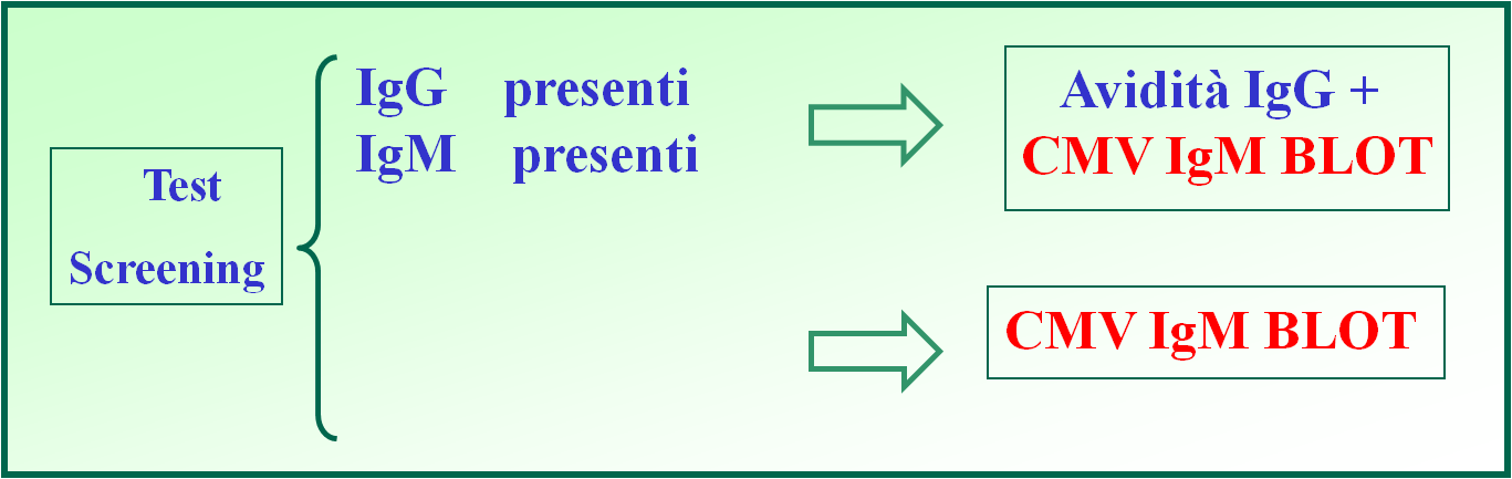 Studio: periodo giugno 2013 - settembre 2014 Analizzati 87 campioni di siero con presenza di IgM Algoritmo