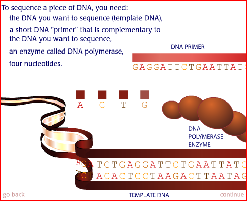 Tecniche non microscopiche Cycle sequencing Evoluzione metodo Sanger Il metodo di Sanger permette di sequenziare il DNA utilizzando delle tecniche biochimiche associate all utilizzo di