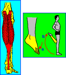 Il Piede stessa; ne è un esempio il muscolo gastrocnemio che causa sia l estensione del piede, agendo insieme al soleo, sia la flessione della gamba sulla coscia. Figura 1.