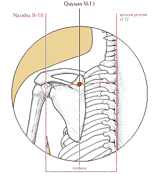 SI 13 - Qū Yuán (MURO CURVO) Qū (Ricci 1347): curvo, sinuoso Yuán (Ricci 5978): muro all'estremità mediale della fossa soprascapolare, sull'orizzontale passante per l'apofisi spinosa della 2a