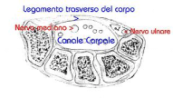 riposo e specifica terapia, a patologie croniche non più suscettibili di sostanziali miglioramenti, quali ad esempio le neuropatie da compressione, che richiedono un esposizione protratta anche per