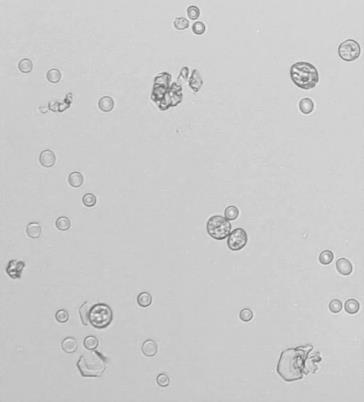 Immagini in tempo reale Automazione del microscopio manuale.