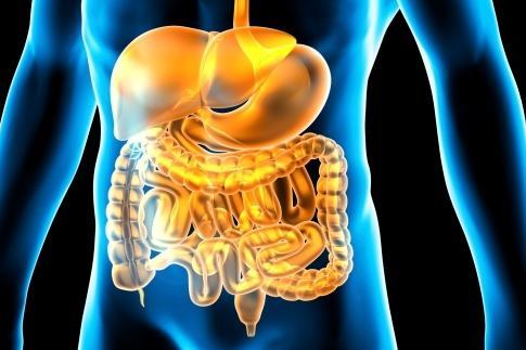 I microrganismi utilizzabili devono soddisfare i seguenti requisiti: - Essere tradizionalmente usati per la supplementazione della microflora (microbiota) intestinale dell uomo; - Essere sicuri per l