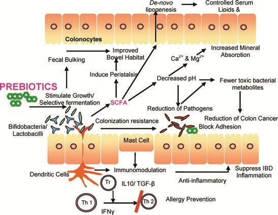 MECCANISMI D AZIONE DEI PROBIOTICI Permeabilità delle barriere epiteliali Competizione con altri microrganismi per la colonizzazione delle mucose Inibizione della crescita di