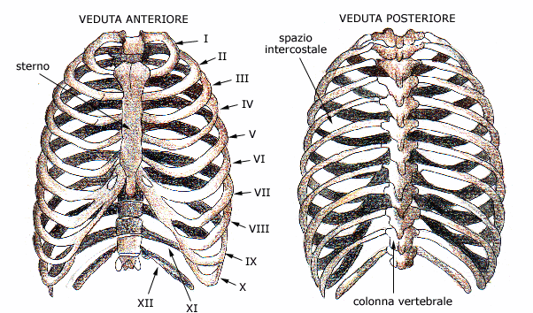 fig.21 Le ossa sono fatte di fosforo e di calcio.