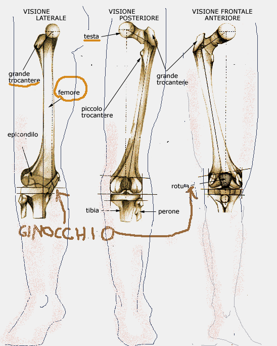 IL FEMORE Il femore è l osso lungo della gamba. Il femore si trova all interno della coscia.