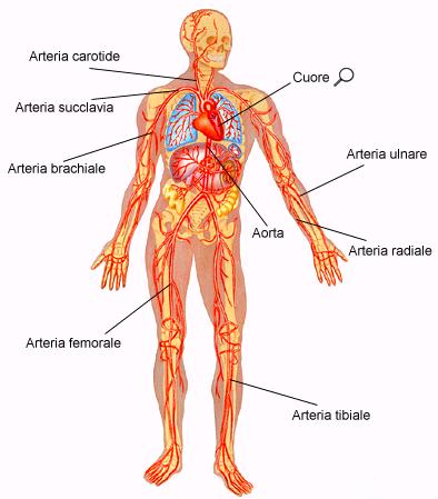 Il cuore funziona come una pompa e fa circolare il sangue nei vasi. Il sangue arriva al cuore attraverso le arterie fig.