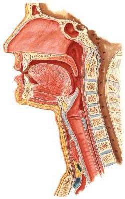 Il naso fig.61 Recettori dell olfatto Fosse nasali I recettori dell olfatto sono nelle fosse nasali. Fig.