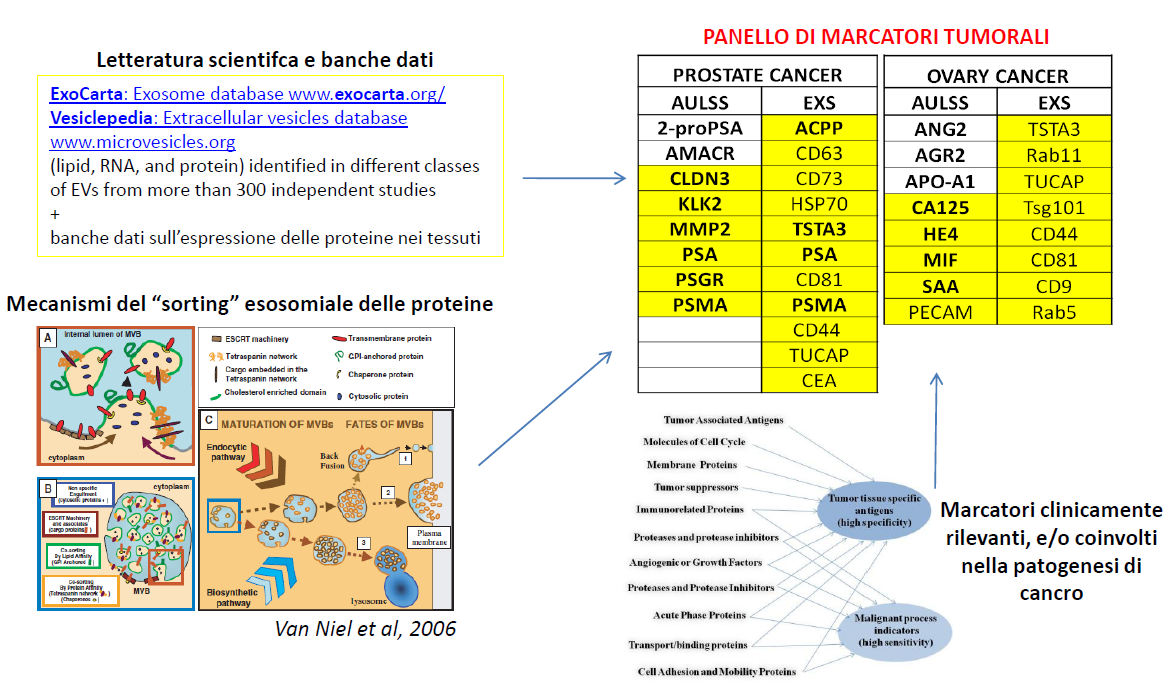 COMPOSIZIONE PANNELLO BIOMARCATORI PER ESOSOMI DI CANCRO ALLA PROSTATA E ALL OVAIO PANNELLO DI MARCATORI