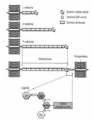 Selettine Esistono tre tipi di selectine: L-selectina selectina, E-selectina e P-selectina.