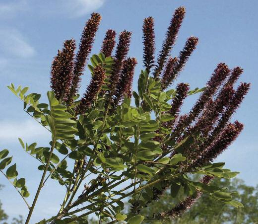 AMBROSIA ARTEMISIIFOLIA L.