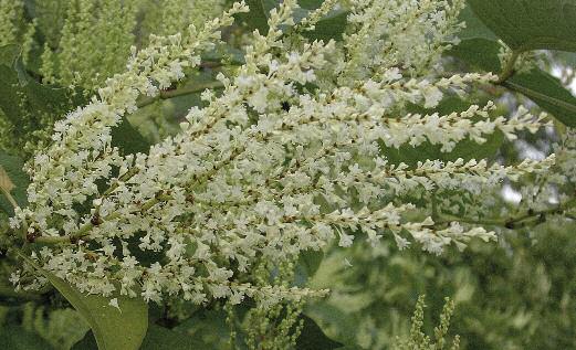 PRUNUS SEROTINA EHRH.