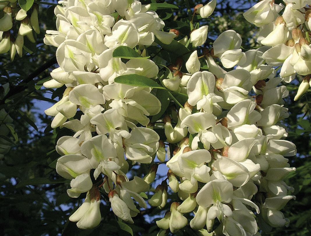 Coltivata dal 1662 invasiva locale naturalizzata casuale presso l Orto Botanico di Padova, fu subito apprezzata per le qualità ornamentali dei fiori e del fogliame, la rapida crescita e il vigore del