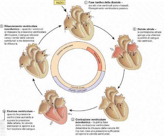 Figura 1.3: Andamenti di pressione e di volume nel cuore durante il ciclo cardiaco; elettrocardiogramma durante il ciclo cardiaco; fonocardiogramma durante il ciclo cardiaco. Figura 1.