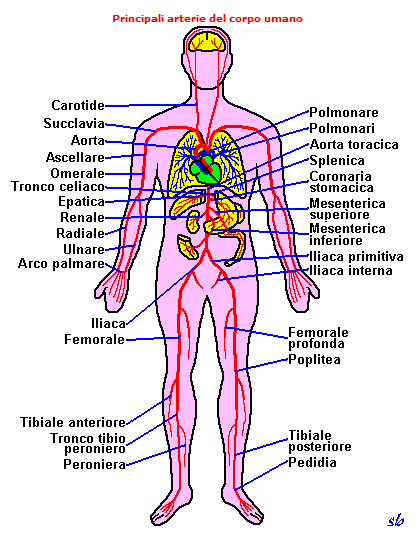 24 di 44 Anatomia della circolazione rami dell aorta toracica rami dell aorta addominale Le arterie