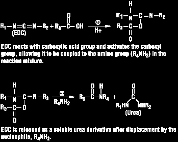 Reazione di accoppiamento tra gruppi carbossilici e gruppi amminici mediante carbodiimmidi (Formazione legame ammidico) La carbodiimmide reagisce con il gruppo carbossilico a