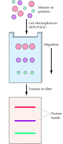 Overlay o affinity blot Proteine da analizzare SDS-PAGE Incubazione del filtro con la sonda