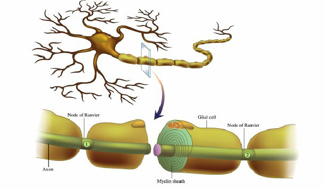 neurale e della relazione tra vari pattern di connessione tra neuroni e delle vie in cui i neuroni e le loro connessioni possono essere modificati dall esperienza.