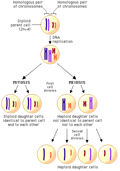 Trasmissione del materiale ereditario Confronto tra mitosi e meiosi: La mitosi consiste in una duplicazione dei cromosomi seguita da una regolare separazione Ciascun cromosoma si comporta