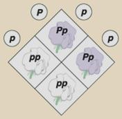 Tecnica del REINCROCIO X Fenotipo dominante, sconosciuto il genotipo: PP o Pp?