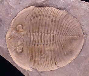 CHELICERATA, ORIGINE FILOGENETICA Differenziati dagli altri artropodi a partire da antenati trilobitomorfi nel paleozoico